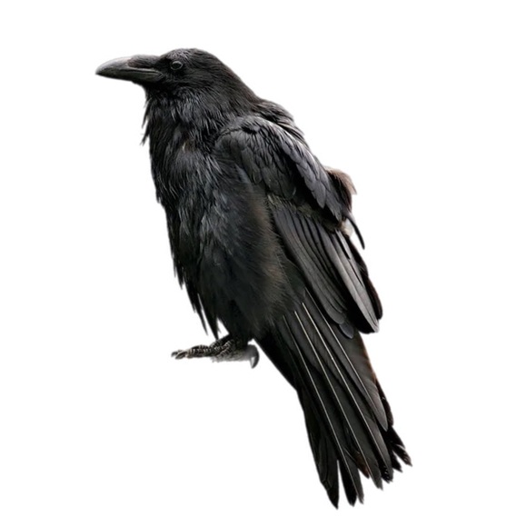 kelliraven